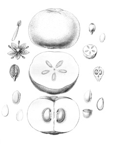 Casimiroa edulis White Sapote, Mexican Apple Casimiroa edulis White Sapote, Mexican Apple